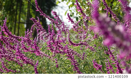 Amethyst Sage Amethyst Sage 121400109
