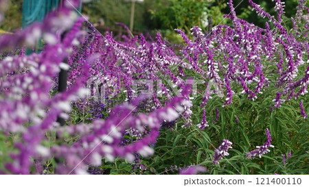 Amethyst Sage Amethyst Sage 121400110