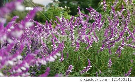 Amethyst Sage Amethyst Sage 121400111