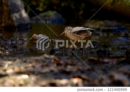 The Japanese Snipe is a ninja-like migratory bird that can be seen in mountain streams and brooks in winter. The Japanese Snipe is a ninja-like migratory bird that can be seen in mountain streams and brooks in winter. 121400999