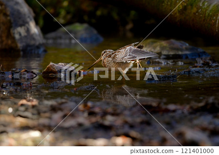 The Japanese Snipe is a ninja-like migratory bird that can be seen in mountain streams and brooks in winter. The Japanese Snipe is a ninja-like migratory bird that can be seen in mountain streams and brooks in winter. 121401000
