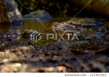 The Japanese Snipe is a ninja-like migratory bird that can be seen in mountain streams and brooks in winter. The Japanese Snipe is a ninja-like migratory bird that can be seen in mountain streams and brooks in winter. 121401001