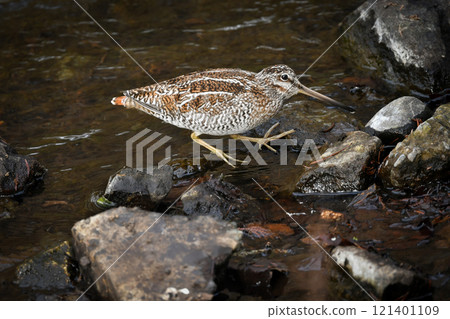 The ninja-like migratory bird, the green sandpiper, can be seen in snowy mountain streams in midwinter. 121401109
