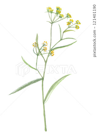 Watercolor painting of Bupleurum falcatum 121401190