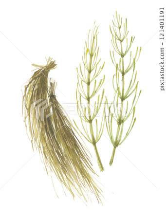 Horsetail and dried horsetail painted in watercolor 121401191