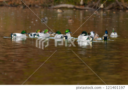 The popular mallard is a migratory bird with a beautiful green body and wine-red head that can be seen in the ponds and lakes of parks in winter. 121401197
