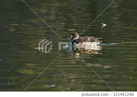 The popular mallard is a migratory bird with a beautiful green body and wine-red head that can be seen in the ponds and lakes of parks in winter. The popular mallard is a migratory bird with a beautiful green body and wine-red head that can be seen in the ponds and lakes of parks in winter. 121401246