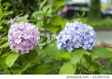 Hydrangea blooming in the rainy season Hydrangea blooming in the rainy season 121401516