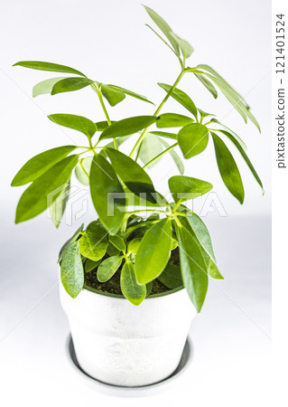 室內植物鵝掌柴 121401524