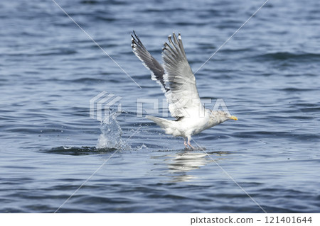 白海鷗 白海鷗 121401644