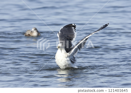 White sea gulls White sea gulls 121401645