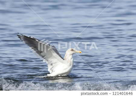 White sea gulls White sea gulls 121401646