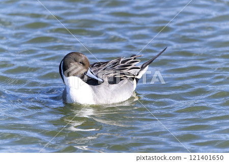 Pintail Pintail 121401650
