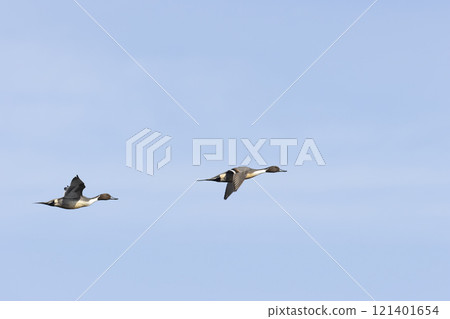 Pintail 121401654