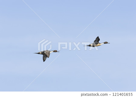 Pintail 121401655