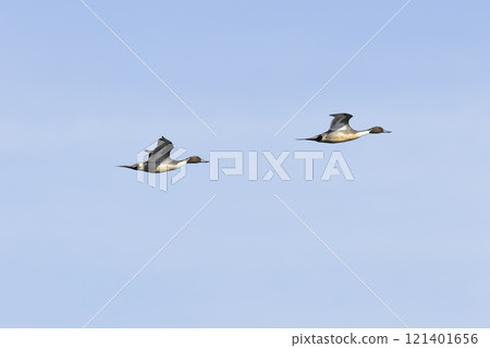 Pintail 121401656