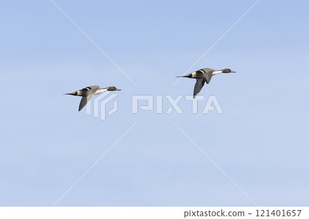 Pintail Pintail 121401657