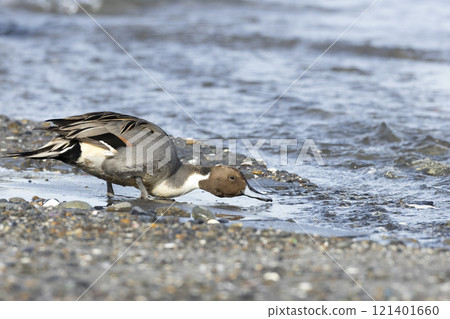 Pintail 121401660