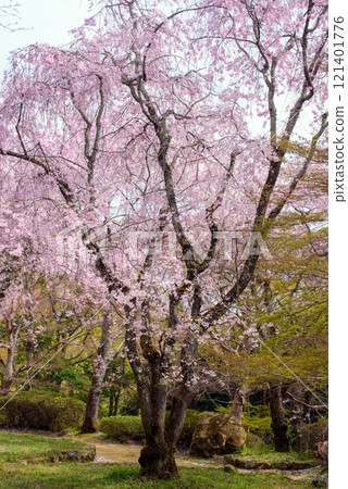 景觀與分支櫻花 121401776