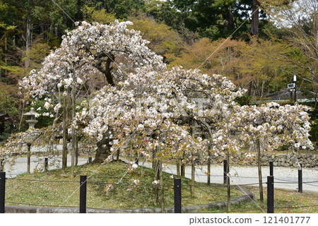 Kyoto Ohara Shrine's thousands of cherry blossoms Kyoto Ohara Shrine's thousands of cherry blossoms 121401777