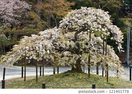 Kyoto Ohara Shrine's thousands of cherry blossoms Kyoto Ohara Shrine's thousands of cherry blossoms 121401778