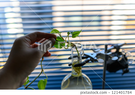 葉子植物 121401784