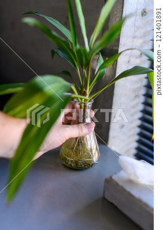 葉子植物 121401891