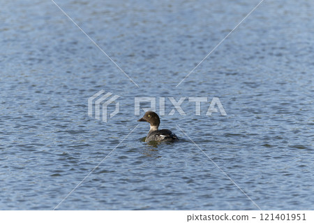Rhododendron 121401951