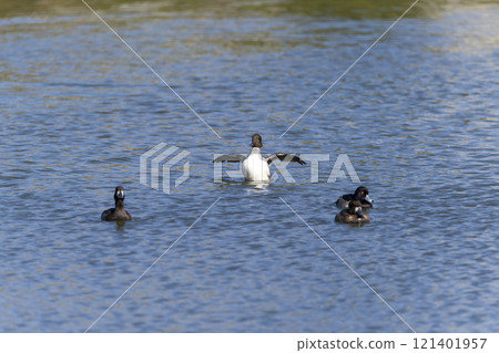 Rhododendron 121401957