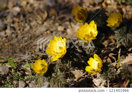Adonis flowers at the Ryusei Hall roadside station in Yoshida Town Adonis flowers at the Ryusei Hall roadside station in Yoshida Town 121401966