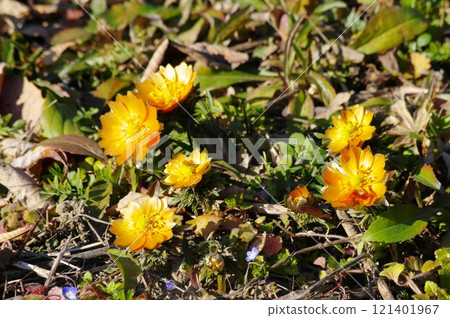 Adonis and Chichibu red at the roadside station Ryusei Hall in Yoshida Town 121401967