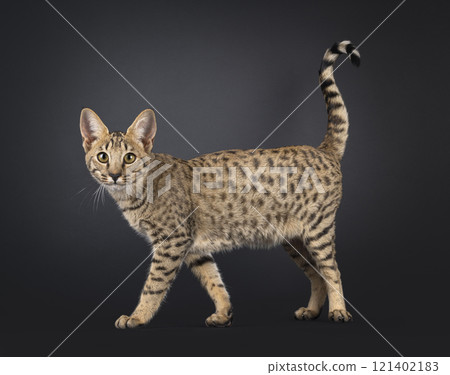 Savannah cat on black background 121402183