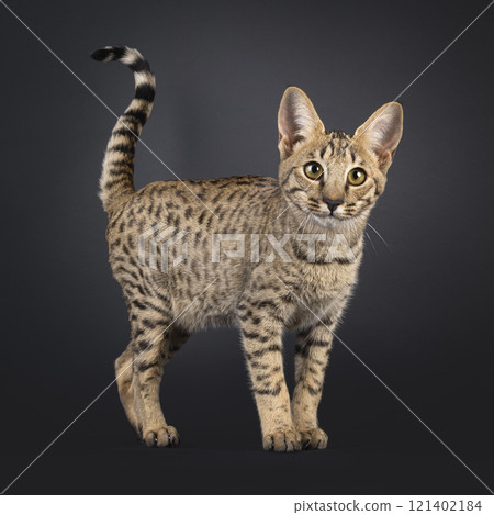 Savannah cat on black background 121402184