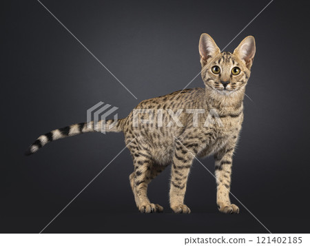 Savannah cat on black background 121402185