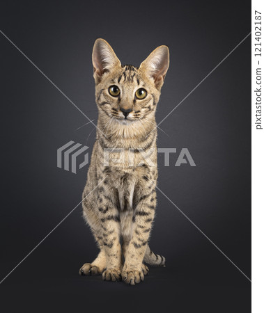 Savannah cat on black background 121402187