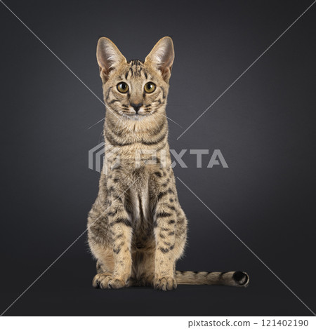 Savannah cat on black background 121402190