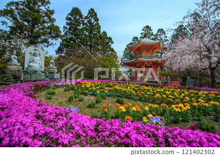 Shohoji Temple's pagoda surrounded by cherry blossoms Shohoji Temple's pagoda surrounded by cherry blossoms 121402302