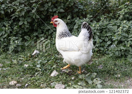 Healthy free range white chicken walking on grass Healthy free range white chicken walking on grass 121402372