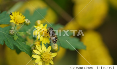 Kigoshihanaab sucking the nectar of Awakoganegiku Kigoshihanaab sucking the nectar of Awakoganegiku 121402391
