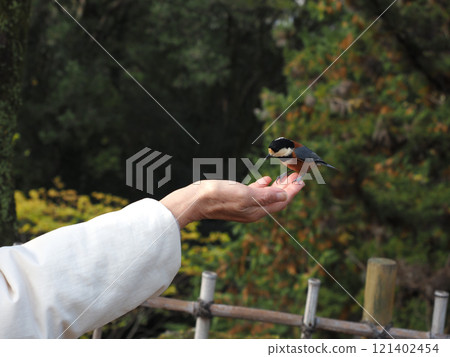 一隻山麻雀疑惑地看著你的手（高知城公園的一隻山麻雀） 121402454