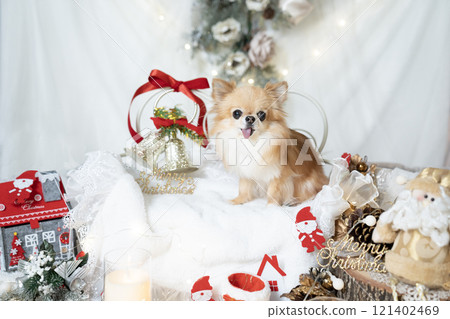 Chihuahua dressed as Santa with Christmas decorations 121402469