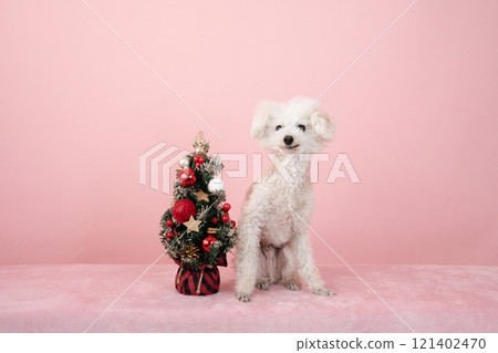 一隻微笑的玩具貴賓犬，有粉紅色的背景和聖誕樹 121402470