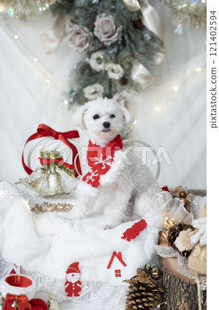 黑色國王 Maltipoo,配有聖誕裝飾品和聖誕老人服裝 黑色國王 Maltipoo,配有聖誕裝飾品和聖誕老人服裝 121402594