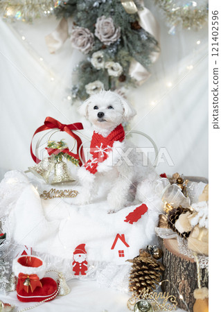 黑色國王 Maltipoo,配有聖誕裝飾品和聖誕老人服裝 黑色國王 Maltipoo,配有聖誕裝飾品和聖誕老人服裝 121402596