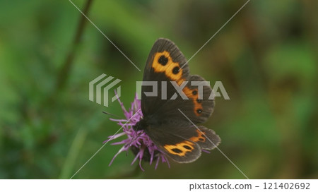Red thistle sucking nectar from thistle Red thistle sucking nectar from thistle 121402692
