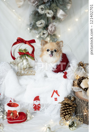 Chihuahua dressed as Santa with Christmas decorations Chihuahua dressed as Santa with Christmas decorations 121402701