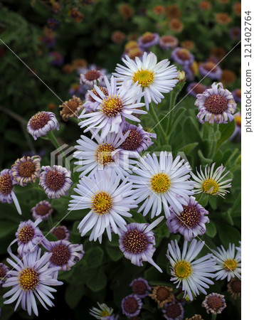 一朵盛開的雛菊和一朵已開完的雛菊（秋分花組） 121402764