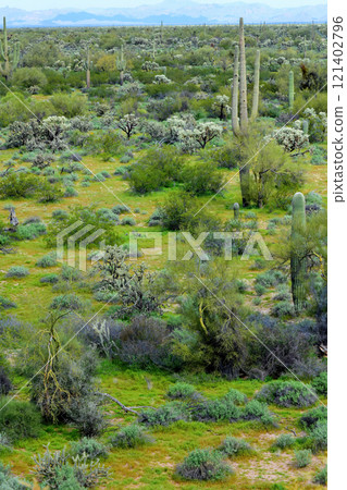 Central Sonora Desert Arizona Central Sonora Desert Arizona 121402796