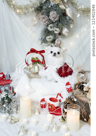 White chihuahua in santa costume with christmas decorations 121402846