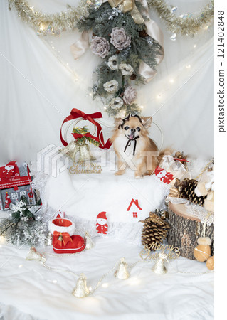 Chihuahua dressed as Santa with Christmas decorations 121402848